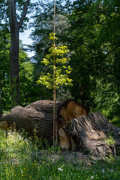 Gef&auml;llter Baum mit Jungbaum Setzling.