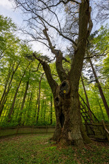 Bräutigamseiche im Frühjahr, Dodauer Forst, Eutin, Schleswig-Holstein