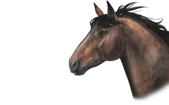 Watercolor illustration of portraits of bay or brown horse with black mane isolated on white background. Horizontal banner or frame.