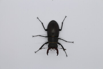 A black spider on a white surface