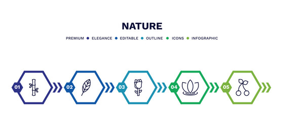 set of nature thin line icons. nature outline icons with infographic template. linear icons such as bamboo sticks, lanceolate, roses, asian, cherry leaf vector.