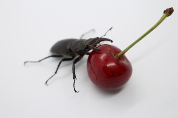 A black ant on a red apple