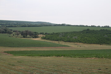 Fototapeta na wymiar A field with trees in the background