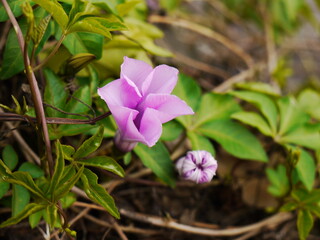 Pink flower in the garden.