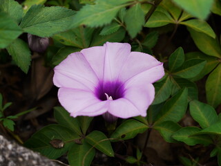 Pink flower in the garden.