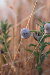 A close-up of some grass