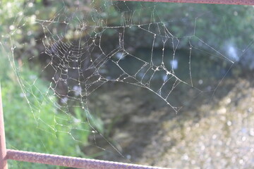 A spider web in the grass