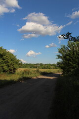 Fototapeta premium A road with grass and trees on both sides