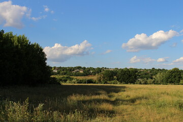 Fototapeta premium A grassy field with trees and blue sky
