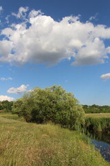 A grassy field with trees and clouds in the sky