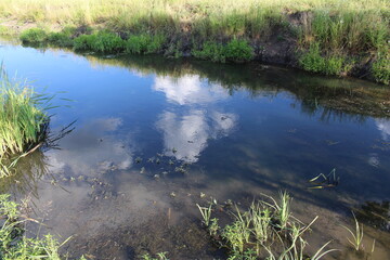 A pond with plants and grass