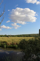 A river with grass and trees in the background