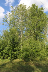 Fototapeta premium A group of trees