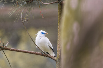 endangered bali starling in the wild