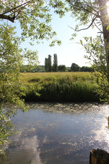 A stream with grass and trees
