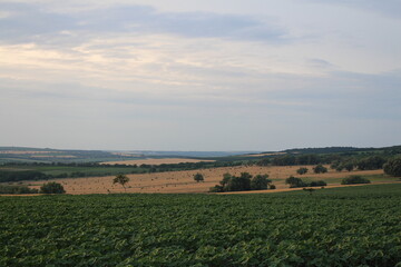 A landscape with trees and a large body of water in the distance