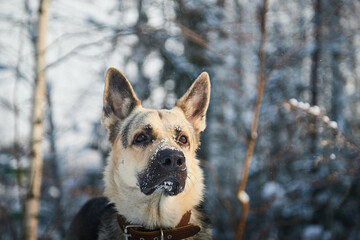 dog in snow