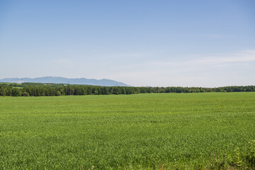 Obraz premium Agricultural field with green grass and blue sky in the background