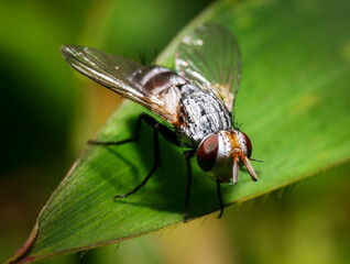 fly on leaf