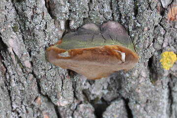 A brown and white slug on a tree bark