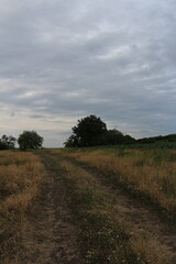 A dirt path through a field