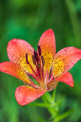 Naklejka premium Orange lily on a green meadow in dew