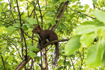 Eurasian red squirrel  on tree