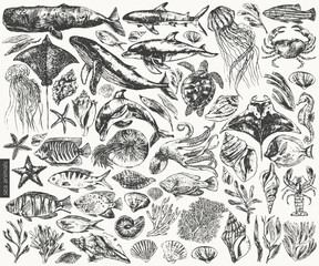 Vector sea animals illustration set. - obrazy, fototapety, plakaty