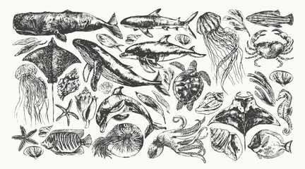 Black ink sketch of whale, dolphin, shark, octopus, crab, lobster, sea horse, sea turtle, jellyfish, starfish, manta, eagle ray, nautilus - obrazy, fototapety, plakaty