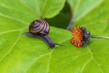 Snail crawling on a leaf with a flower in the background