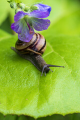 Snail crawling on a leaf with a flower in the background