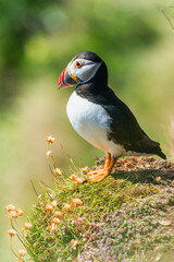 Atlantic Puffin, Fratercula arctica in habitat