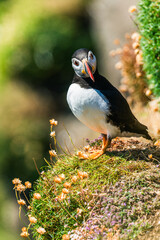 Atlantic Puffin, Fratercula arctica in habitat