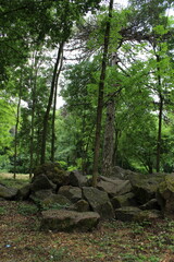 Fototapeta premium A group of trees in a forest
