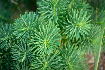 Decorative home green plant. A beautiful coniferous bush plant. Thorny plant for decoration