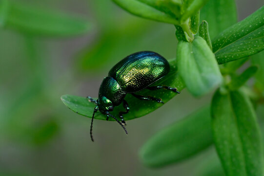 Mint leaf beetle // Minzeblattk&auml;fer (Chrysolina herbacea)