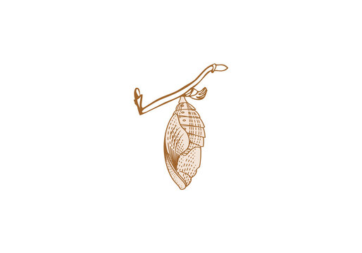 Logo detailed line chrysalis and branch. Old vintage style logo. editable color. 