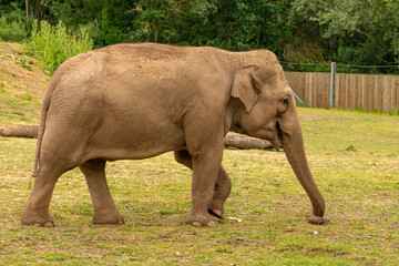 Fototapeta premium elephant in the zoo