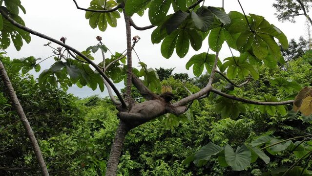 Wild Sloth on the Tree in Costa Rica Jungle