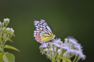 butterfly on flower