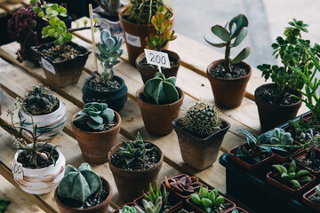 Small green cactus plants in pots