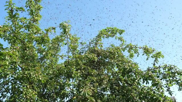A bee swarm flies out of the hive and concentrates in a ball on an apple tree. The concept of beekeeping and honey production.