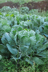 white cabbage cultivation on a farm for business, in the fields, care