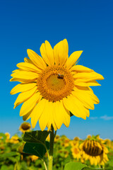 Sunflower against the blue sky