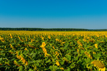 Field of sunflowers against the blue sky