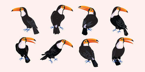 Set of toucan birds icon character collection  isolated on white background vector illustration.