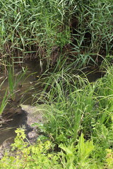 A small stream running through a grassy area