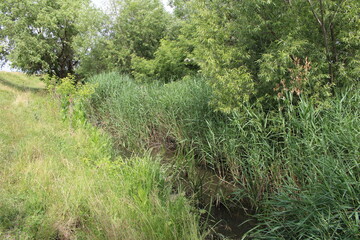 A grassy area with trees in the background