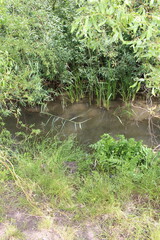 A stream of water surrounded by plants
