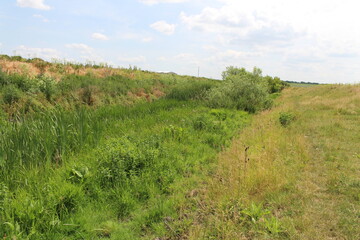 Fototapeta na wymiar A grassy area with bushes and trees